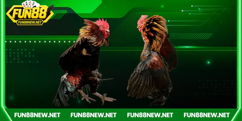 Fun88 – Cầu nối đưa người chơi đến với đá gà Campuchia